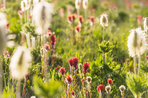 Preview: Mountains meadow