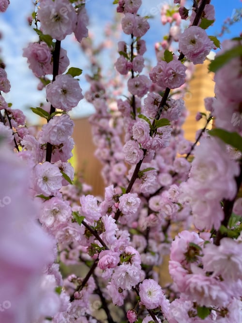 Preview: Pink flowers