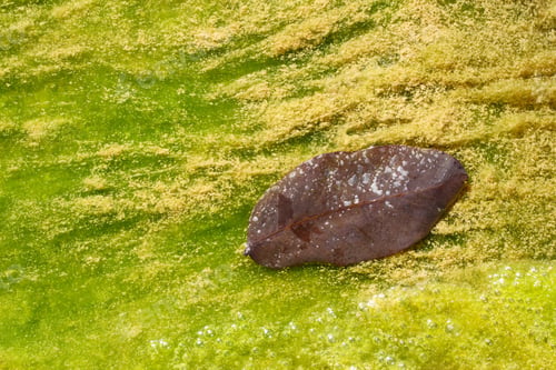 Preview: Dry leaf on moss. Nature texture background.