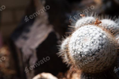 Preview: Cactus In The Garden