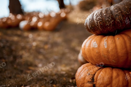 Preview: Closeup shot of pumpkins on top of each other with a blurred background