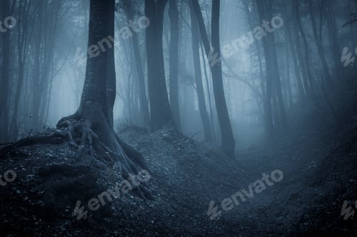 Preview: Night in a mysterious forest with fog
