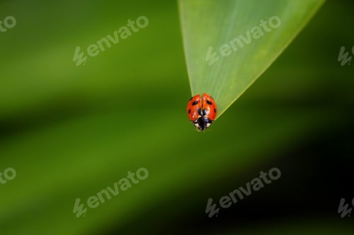 Preview: Ladybug on green leaf background