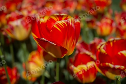 Preview: Selective focus shot of the red and yellow tulips in a garden