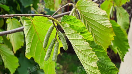 Preview: Hazelnut bush. Earrings on autumn branches, future harvest