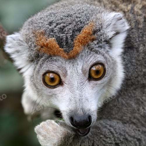 Preview: Female Crowned Lemur