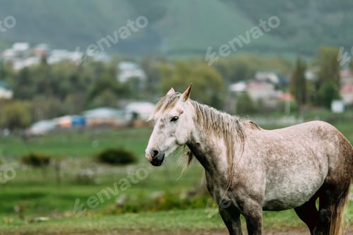 Preview: Gray Horse Grazing On Green Mountain Slope During Spring Rain. Mountains Of Georgia