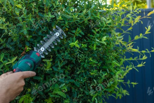 Preview: A gardener trims bushes in the garden. Selective focus.
