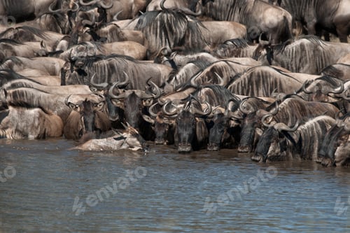 Preview: Herds of wildebeest at the Serengeti National Park, Tanzania, Africa