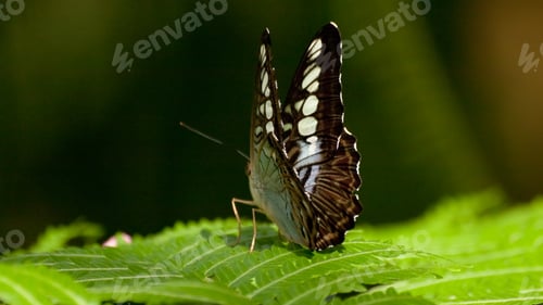 Preview: Butterfly