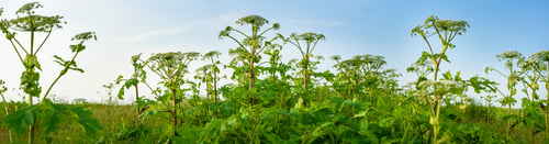 Preview: Poisonous plants Giant Hogweed in the field. Known as Heracleum or Cow Parsnip