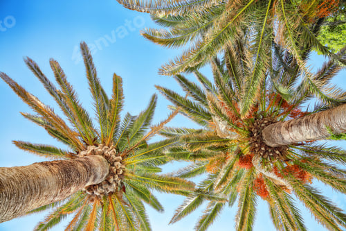 Preview: Captivating View of date palm on tree from below. Amazing blue sky and endless skyline.