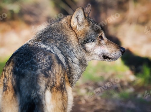 Preview: Profile portrait of a gray wolf standing alert in a natural forest environment