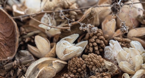 Preview: Close-up dried flowers, dried plants macro photography.