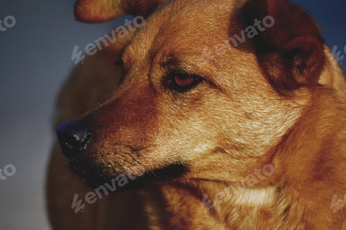 Preview: Closeup shot of a cute brown companion dog with a blurry background