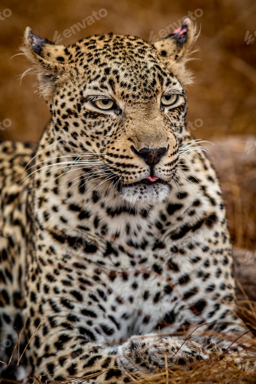Preview: Close up of a female Leopard in the Kruger.
