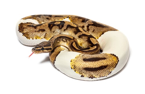 Preview: Piebald python regius smelling with its tongue, isolated on whit