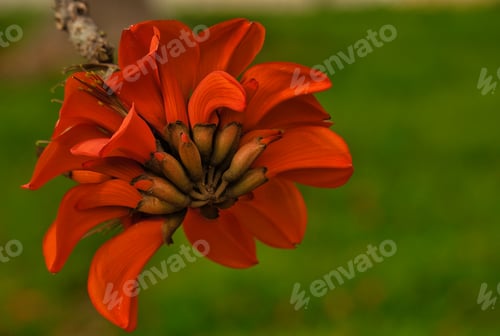 Preview: Indian coral tree. Easter flower blooming.