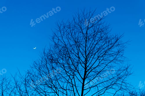 Preview: Tree on a night sky with crescent moon