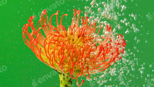 Preview: Colored orange plant under water. Stock footage. A bright flower on a delicate green background with