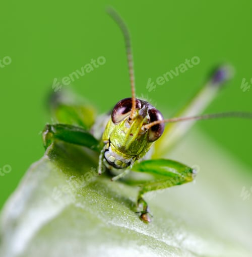 Preview: Smiling Grasshopper