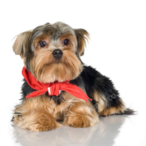 Preview: Yorkshire Terrier (1 year)