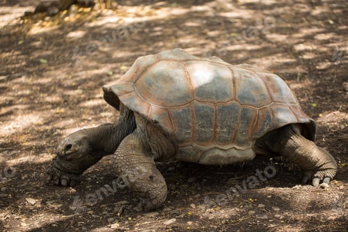 Preview: Giant turtle in its natural environment in Mauritius