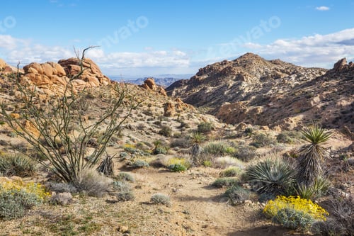 Preview: Joshua tree