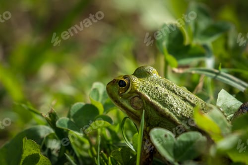 Preview: Closeup shot of a green frog in the nature
