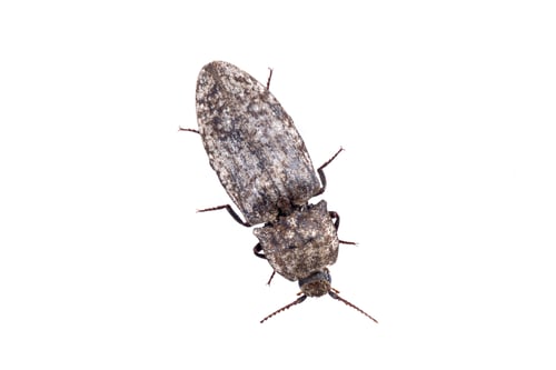 Preview: Brown bug on a white background