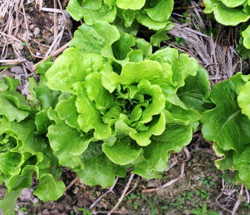 Preview: Healthy Lettuce Growing In The Soil