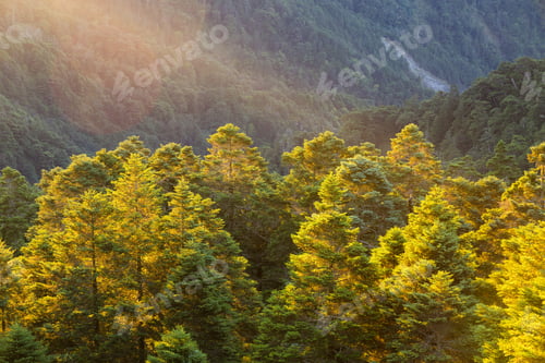 Preview: Greenery forest on the mountain over the sunlight flare