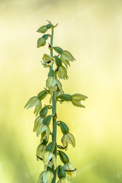 Preview: Wild Orchid Helleborine