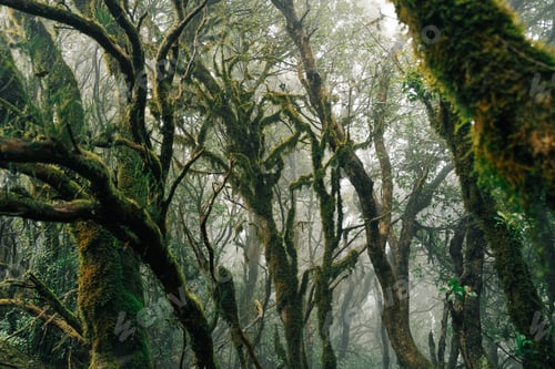 Preview: Mossy tropical forest in the mist.