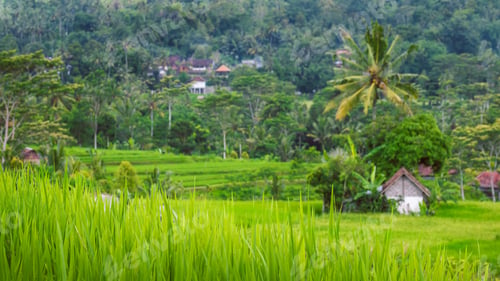 Preview: Rice tarraces in Sidemen, Rainy clouds are moving down, Bali, Indonesia