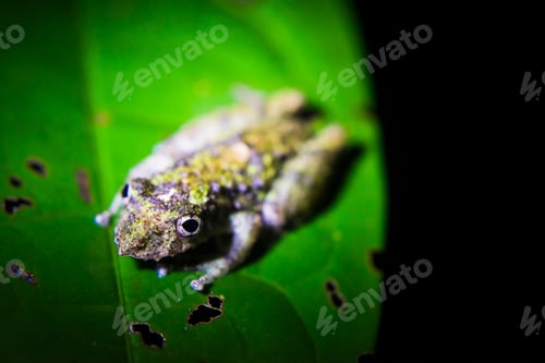 Vista previa: Frog at night in Puerto Maldonado Amazon Jungle area, Tambopata National Reserve, Peru, South Americ