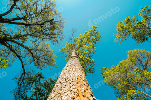 Preview: bright green trees and leaves in spring