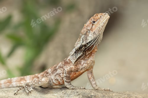 Preview: Frilled Dragon