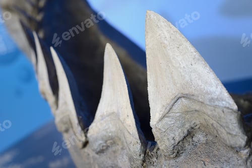 Preview: Reconstruction of teeth of the largest extinct shark, Megalodon.