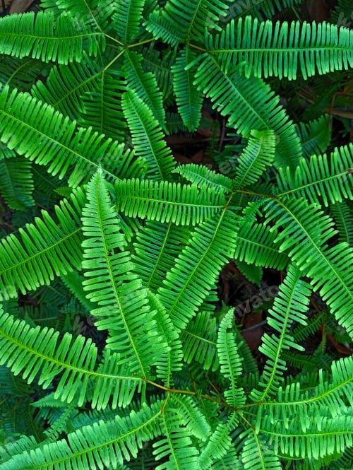 Preview: Nature background. Fern leaf