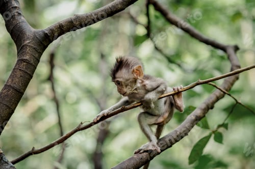 Preview: Monkeys in Ubud Monkey Forest, Bali