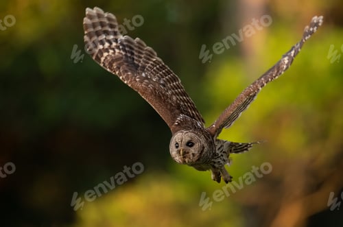 Preview: A Barred Owl in Florida