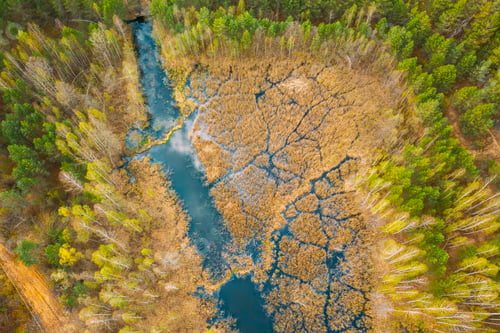 Preview: Spring Season. Aerial View. Young Birches Grow Among Small Marsh Bog Swamp River. Deciduous Trees