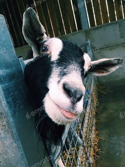 Preview: Farm goat