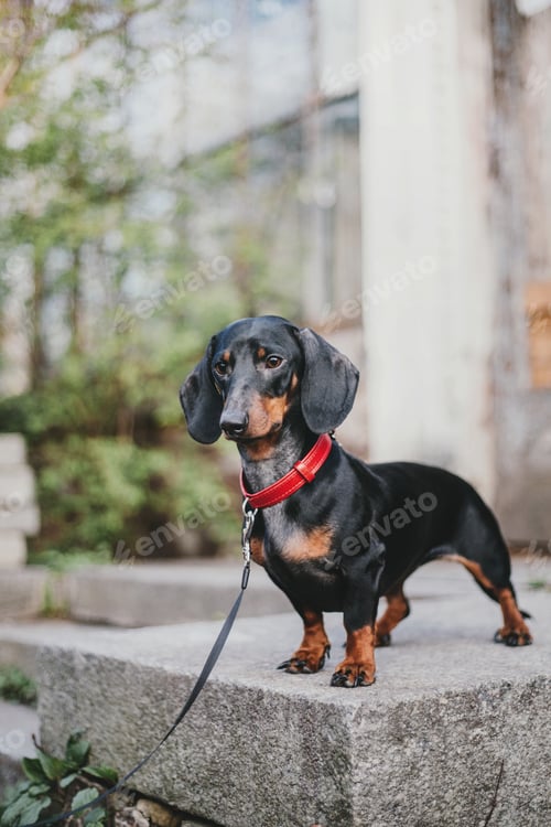Preview: Dachshund dog in park. Cute pets. Small dog