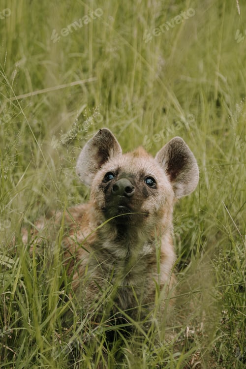 Preview: Hyena in the Kruger National safari park in South Africa