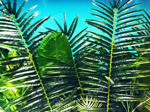 Preview: Tropical vibe