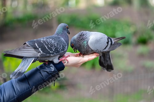 Preview: Young woman feeding pigeons in the city park
