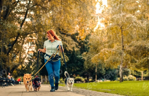 Preview: Female dog walker with dogs enjoying in city park.