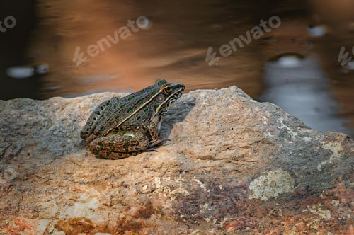 Preview: Brown frog with dark spots is sitting on a rock near a body of water